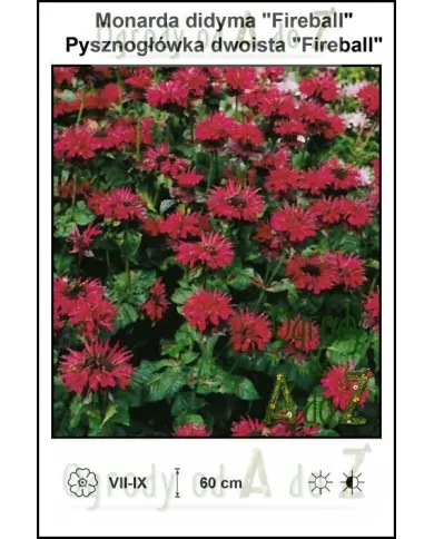 Monarda-didyma-Fireball.jpg