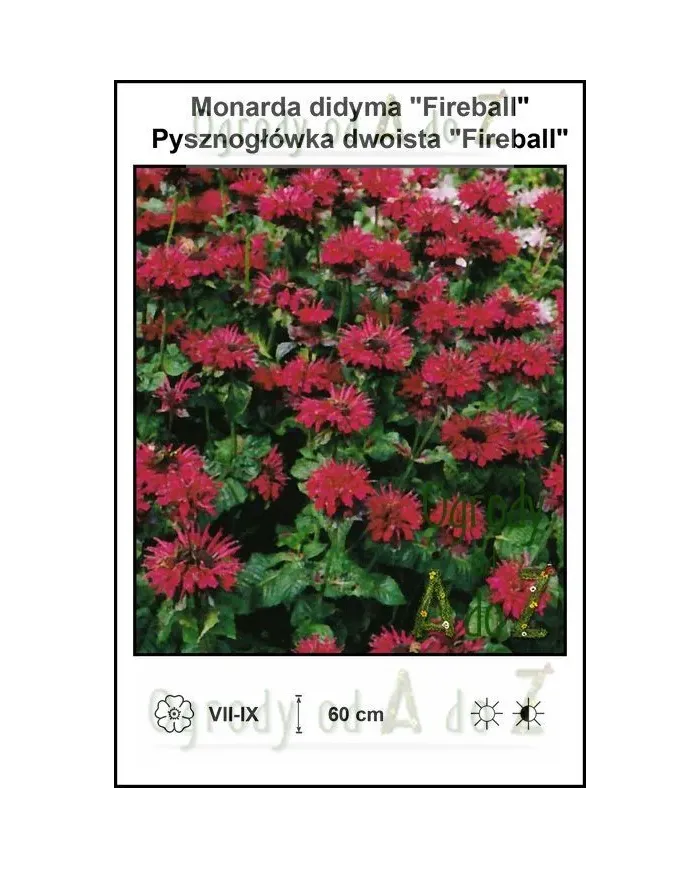 Monarda-didyma-Fireball.jpg