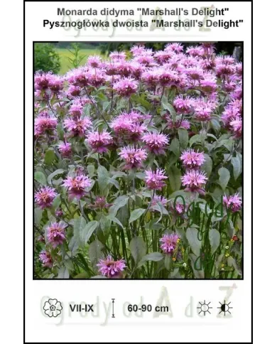 Monarda-didyma-Marshalls-Delight.jpg