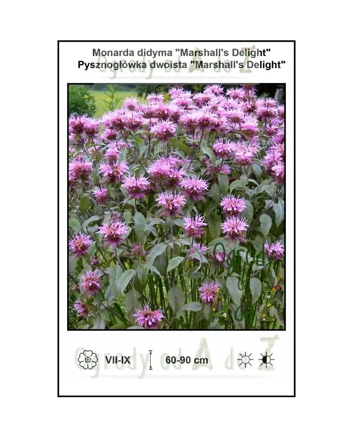 Monarda-didyma-Marshalls-Delight.jpg