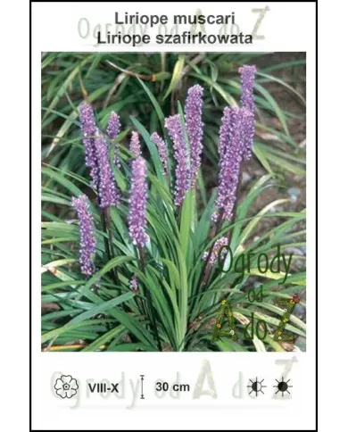 Liriope-muscari.jpg