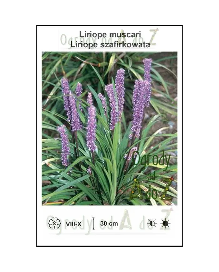 Liriope-muscari.jpg