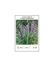 Liriope-muscari.jpg