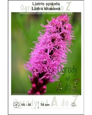 Liatris-spicata.jpg