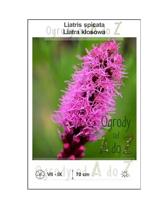 Liatris-spicata.jpg