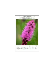Liatris-spicata.jpg