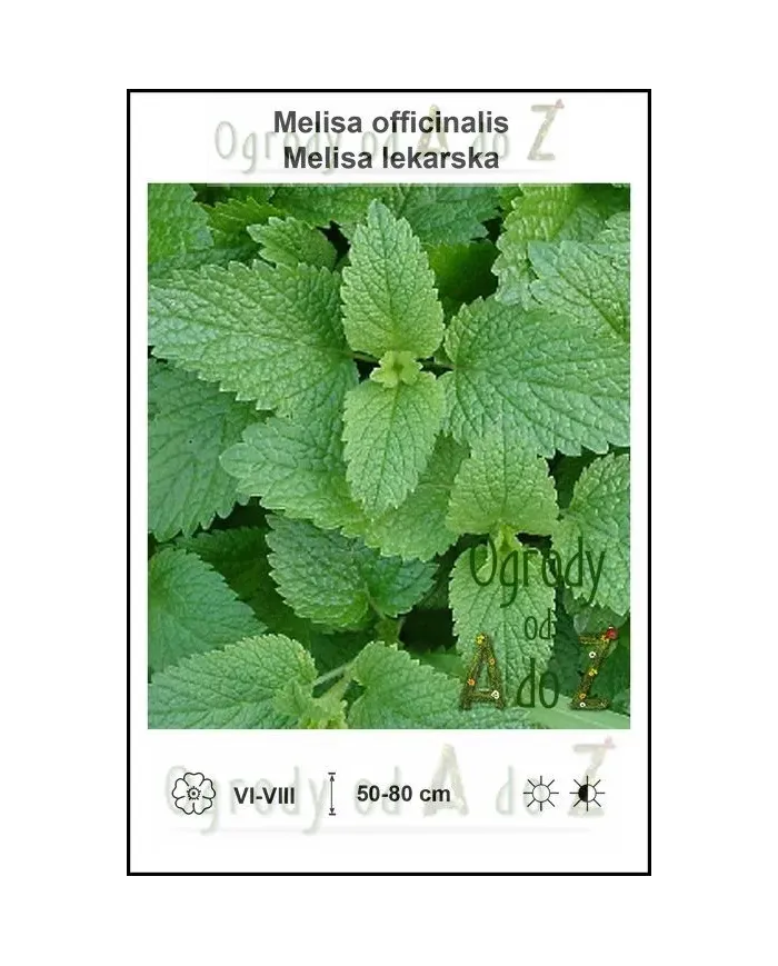Melisa-officinalis.jpg