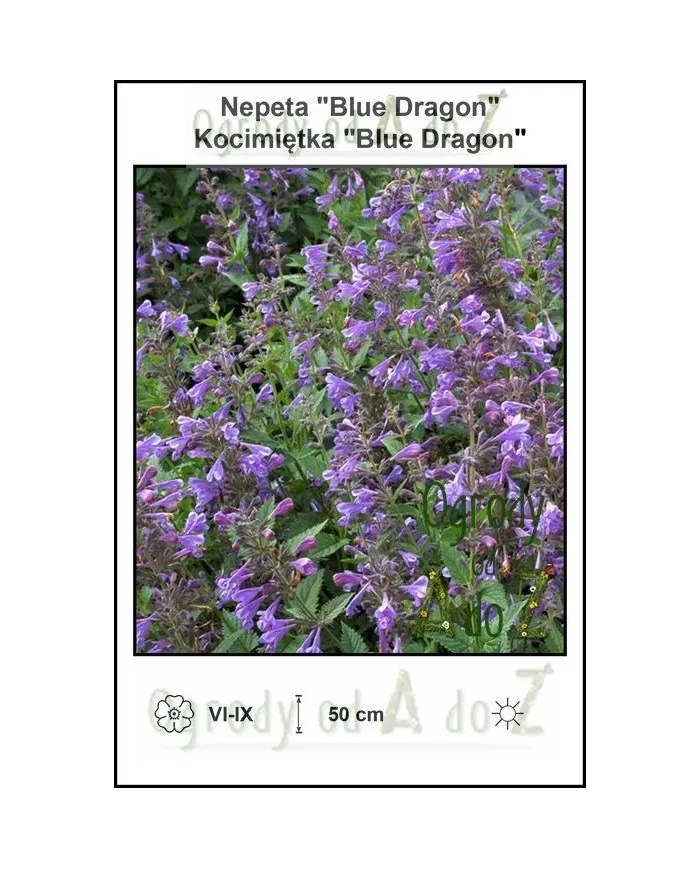 NepetaBlue-Dragon.jpg