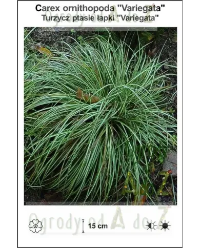Carex-ornithopoda-Variegata.jpg Carex-ornithopoda-Variegata.jpg