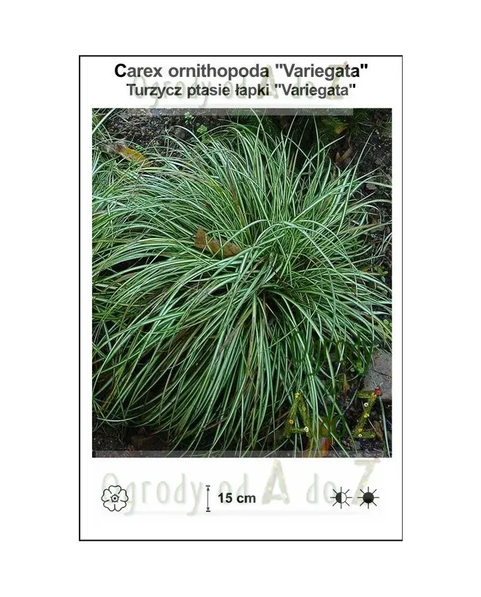 Carex-ornithopoda-Variegata.jpg