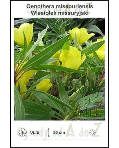 Oenothera-missouriensis.jpg