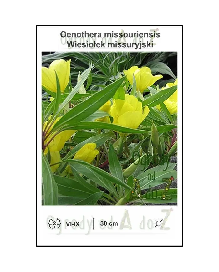 Oenothera-missouriensis.jpg