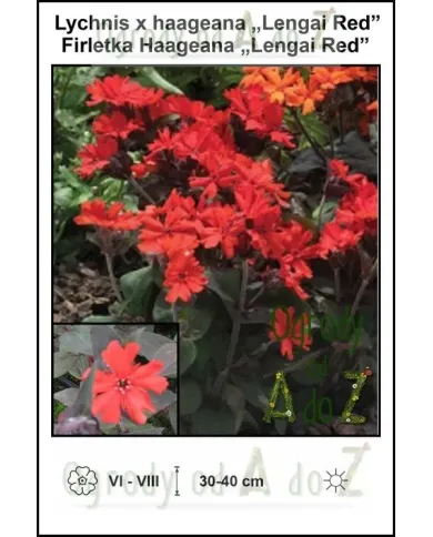 Lychnis-x-haageana-Lengai-Red.jpg