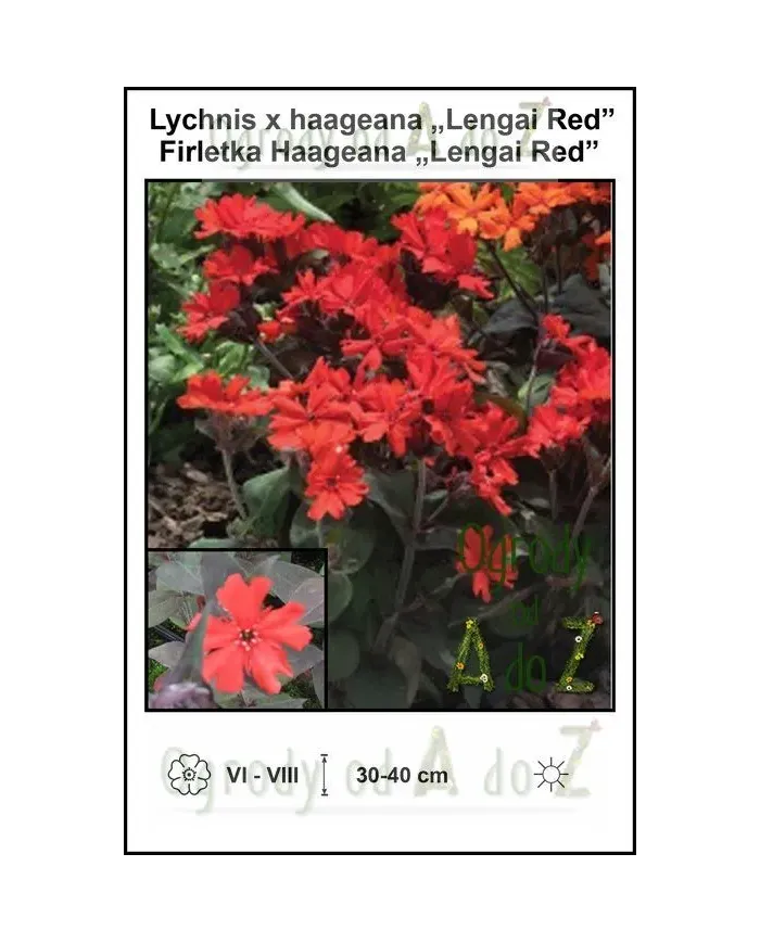 Lychnis-x-haageana-Lengai-Red.jpg