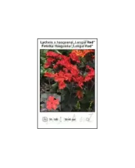 Lychnis-x-haageana-Lengai-Red.jpg