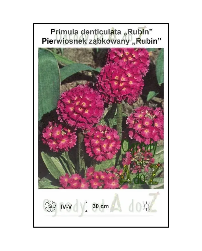 Primula-denticulata-Rubin.jpg
