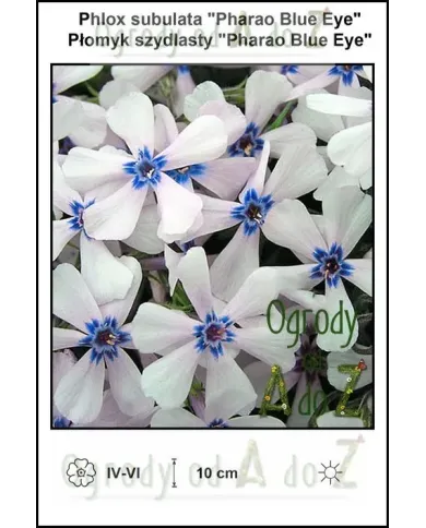 Phlox-subulata-Pharao-Blue-Eye.jpg Phlox-subulata-Pharao-Blue-Eye.jpg