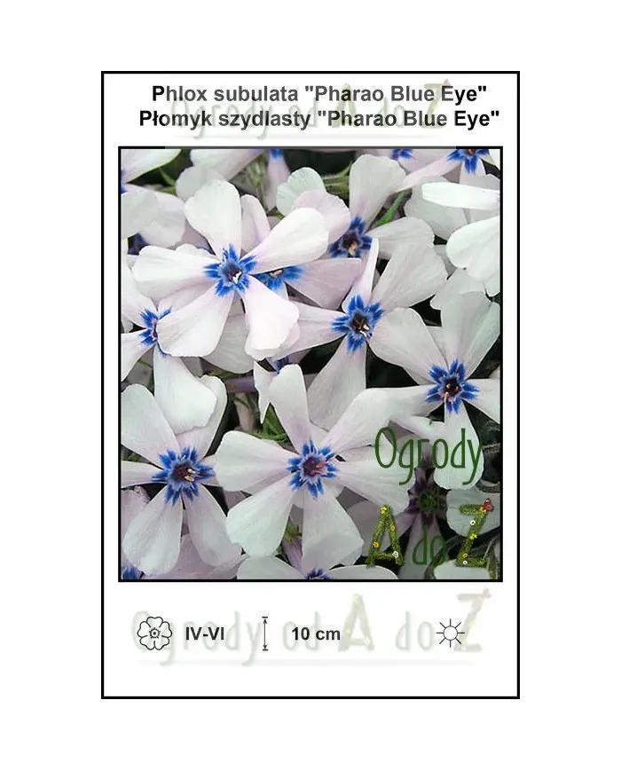Phlox-subulata-Pharao-Blue-Eye.jpg
