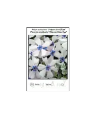 Phlox-subulata-Pharao-Blue-Eye.jpg