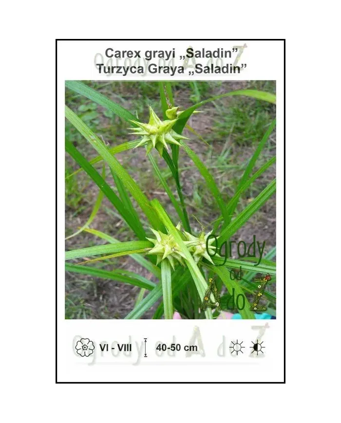 Carex-grayi-Saladin.jpg