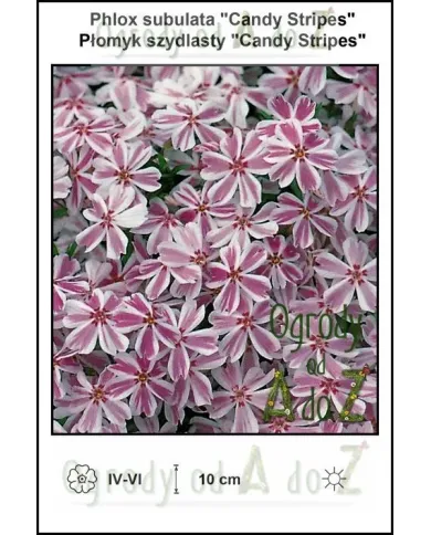 Phlox-subulata-Candy-Stripes.jpg