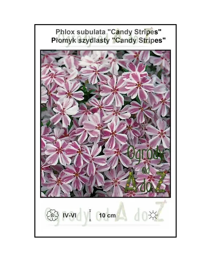Phlox-subulata-Candy-Stripes.jpg