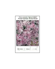 Phlox-subulata-Candy-Stripes.jpg