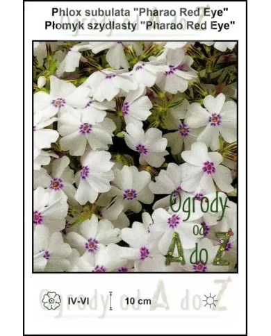 Phlox-subulata-Pharao-Red-Eye.jpg Phlox-subulata-Pharao-Red-Eye.jpg