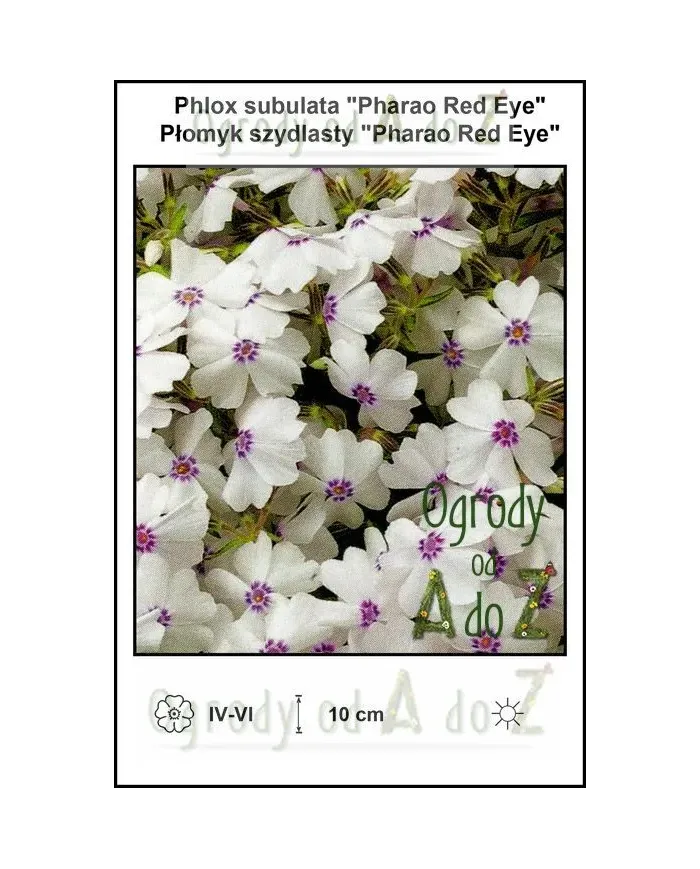 Phlox-subulata-Pharao-Red-Eye.jpg