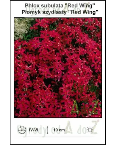 Phlox-subulata-Red-Wing.jpg Phlox-subulata-Red-Wing.jpg