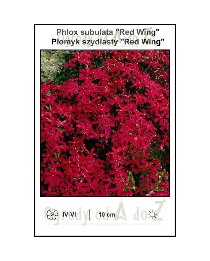 Phlox-subulata-Red-Wing.jpg
