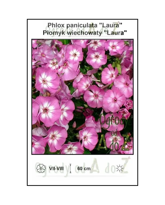 Phlox-paniculata-Laura.jpg