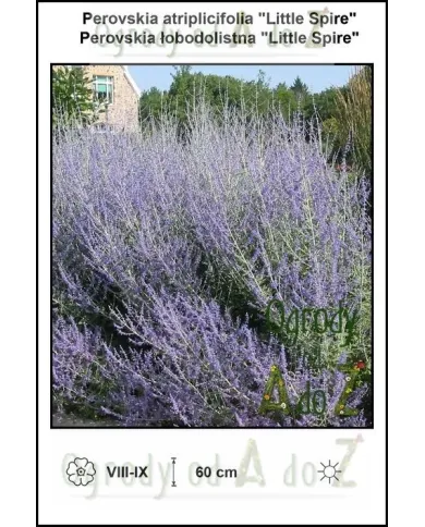 Perovskia-atriplicifolia-Little-Spire.jpg