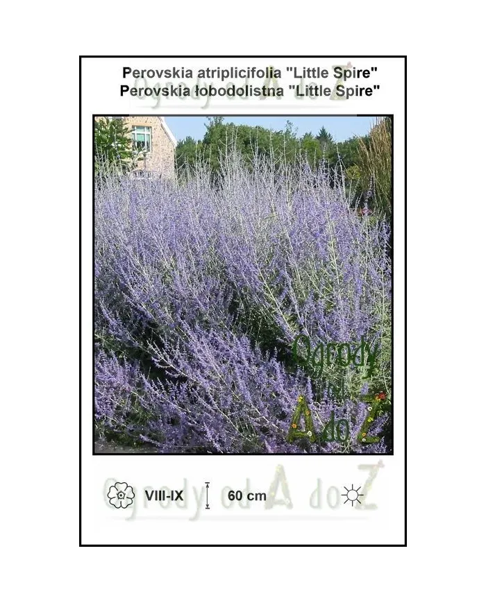 Perovskia-atriplicifolia-Little-Spire.jpg Perovskia-atriplicifolia-Little-Spire.jpg