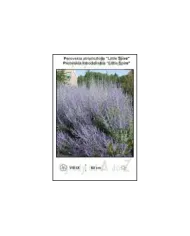 Perovskia-atriplicifolia-Little-Spire.jpg