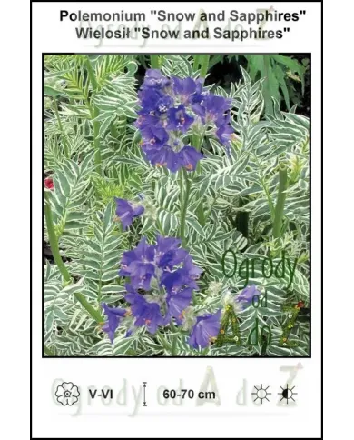 Polemonium-Snow-and-Sapphires.jpg