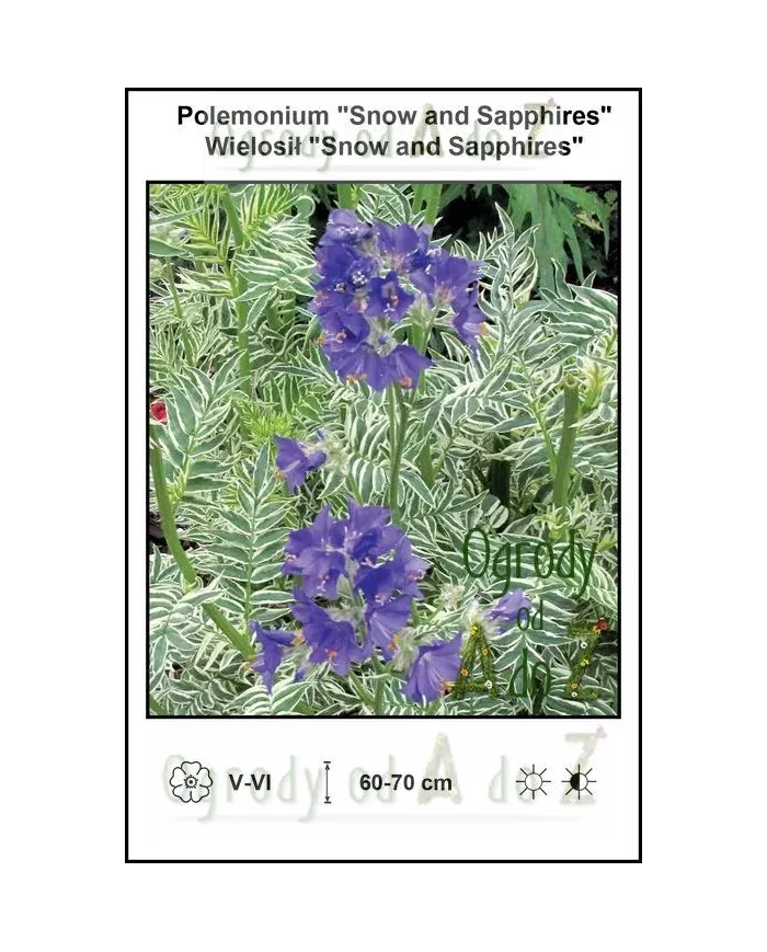 Polemonium-Snow-and-Sapphires.jpg