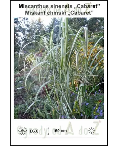 Miscanthus-sinensis-Cabaret.jpg