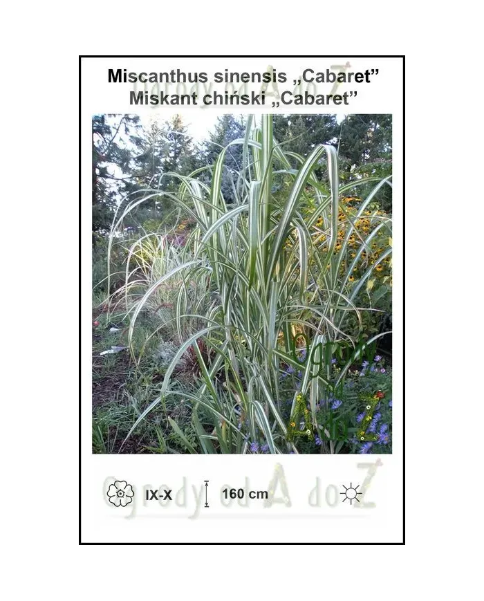 Miscanthus-sinensis-Cabaret.jpg