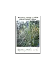 Miscanthus-sinensis-Cabaret.jpg