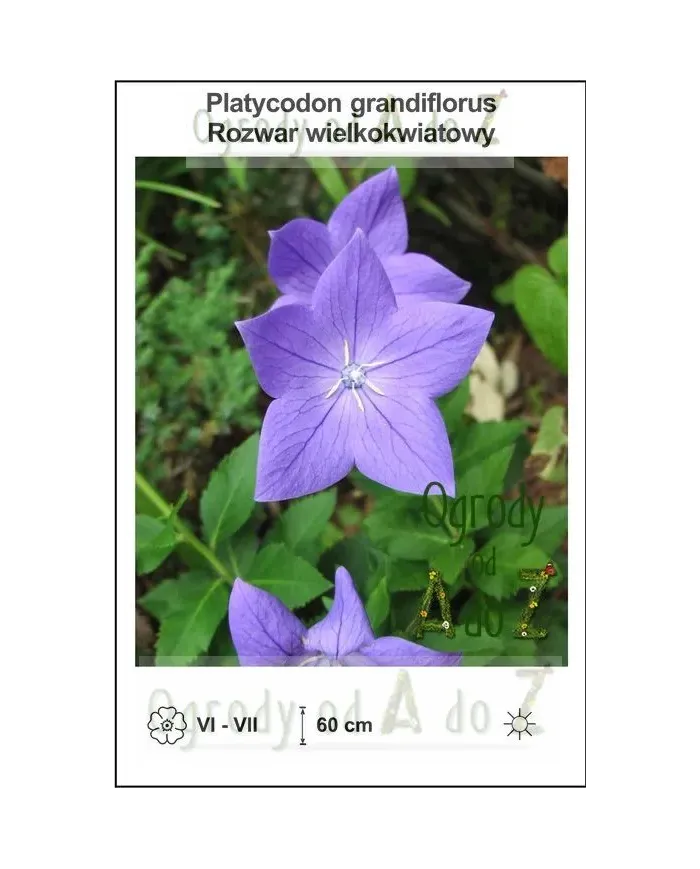 Platycodon-grandiflorus.jpg Platycodon-grandiflorus.jpg