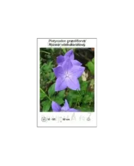 Platycodon-grandiflorus.jpg Platycodon-grandiflorus.jpg