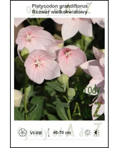 Platycodon-grandiflorus-pink.jpg
