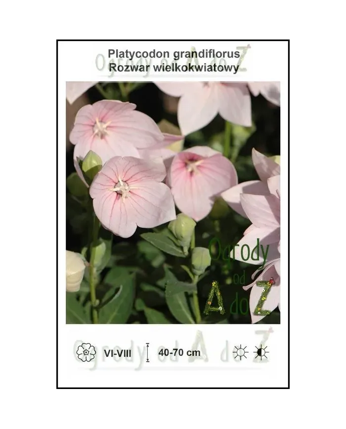 Platycodon-grandiflorus-pink.jpg Platycodon-grandiflorus-pink.jpg