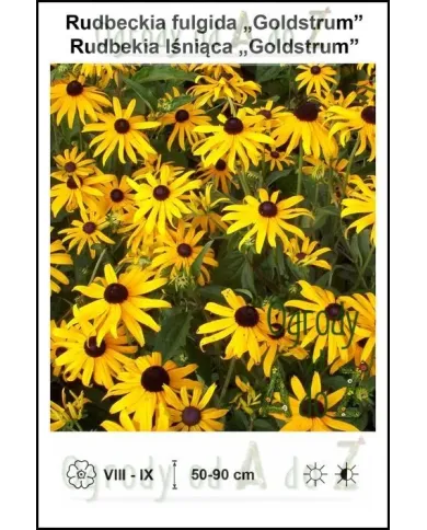 Rudbeckia-fulgida-Goldstrum.jpg