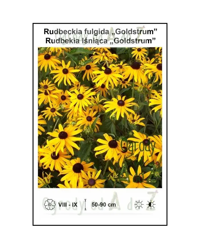 Rudbeckia-fulgida-Goldstrum.jpg Rudbeckia-fulgida-Goldstrum.jpg