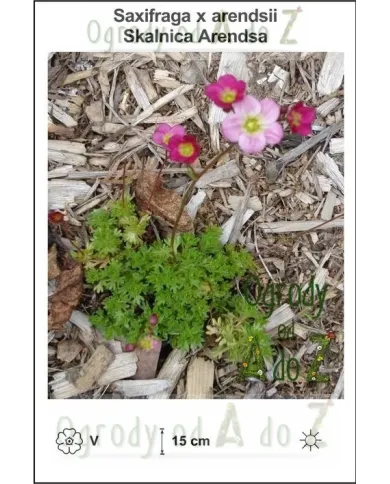 Saxifraga-x-arendsii.jpg