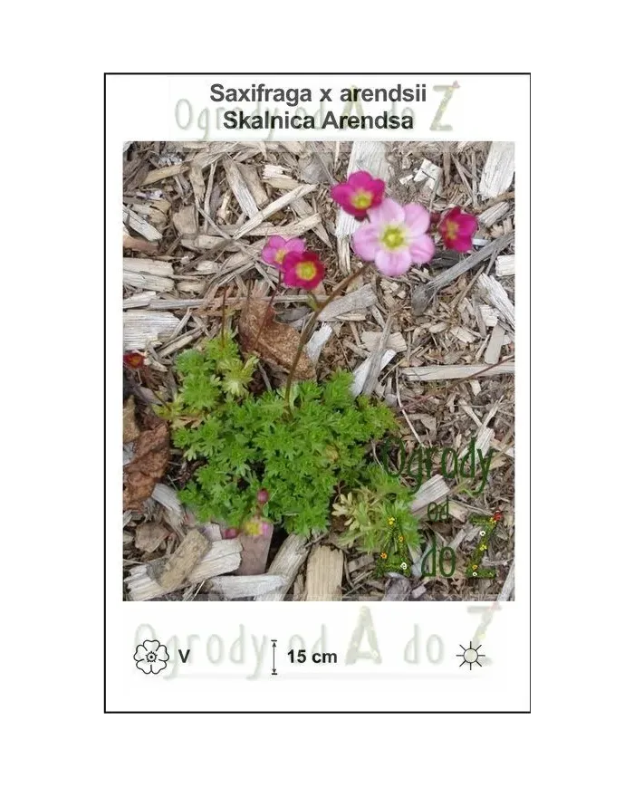 Saxifraga-x-arendsii.jpg Saxifraga-x-arendsii.jpg