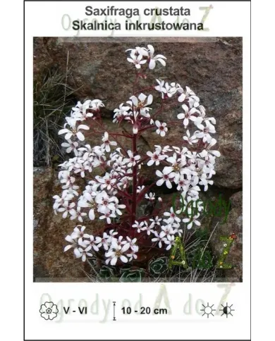 Saxifraga-crustata.jpg