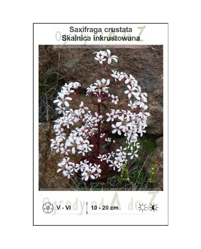 Saxifraga-crustata.jpg Saxifraga-crustata.jpg